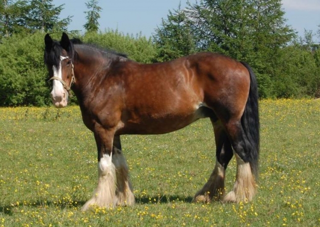  Nuestros caballos son nuestro orgullo y alegría 